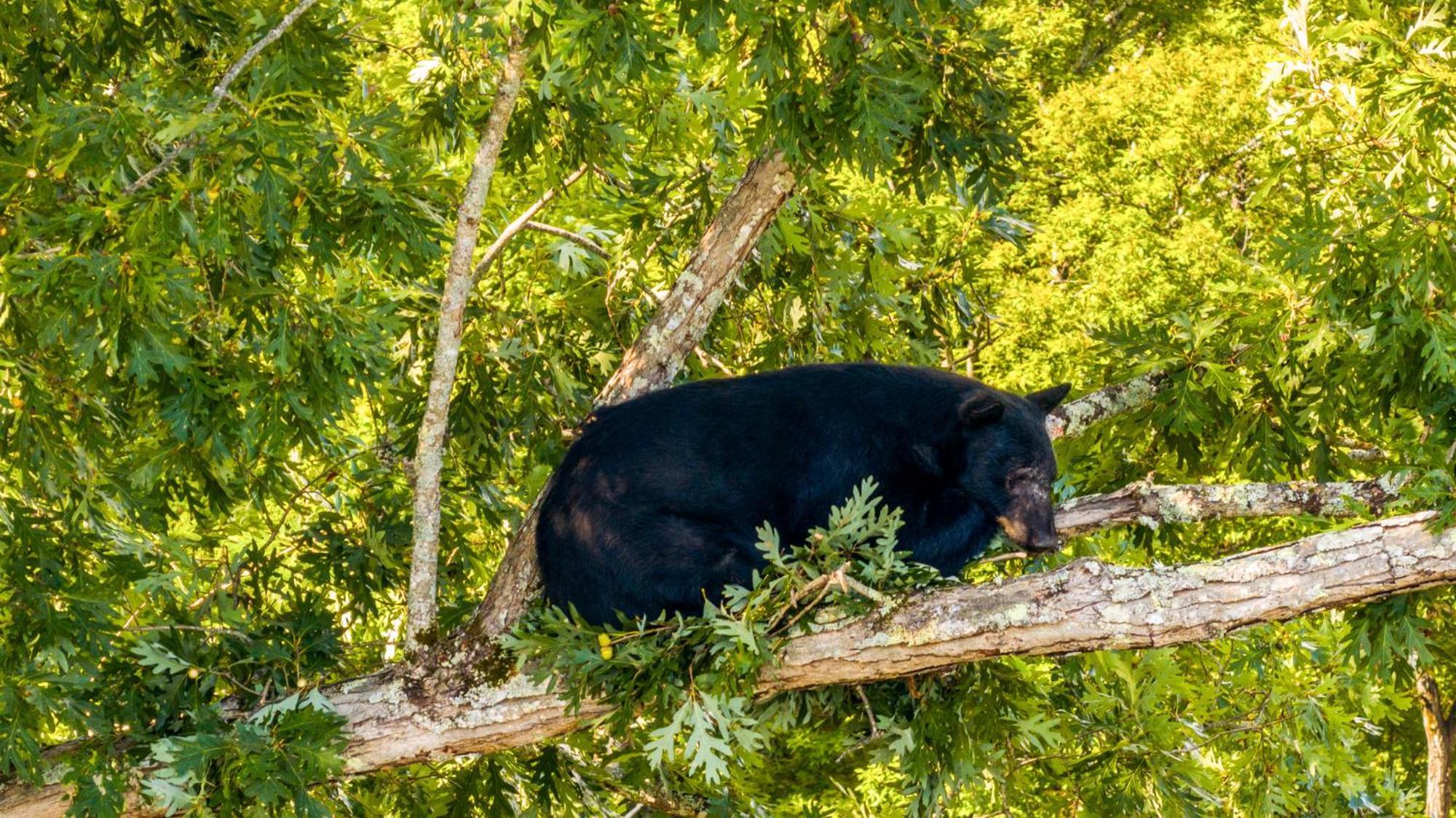 Baloo'S Bungalow Gatlinburg Kültér fotó
